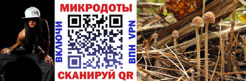Галлюциногенные грибы Cubensis  Купить где  Зима 